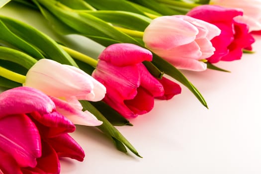 Spring Fresh multicolored tulips isolated on white background. Congratulation. Valentine's Day, spring, Easter. Space for text.