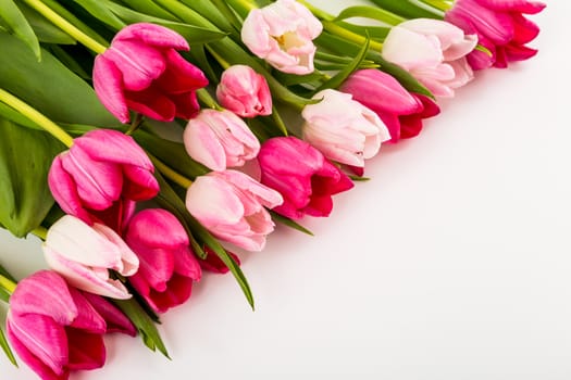 Spring Fresh multicolored tulips isolated on white background. Congratulation. Valentine's Day, spring, Easter. Space for text.