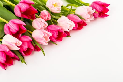 Spring Fresh multicolored tulips isolated on white background. Congratulation. Valentine's Day, spring, Easter. Space for text.