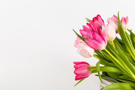 Spring Fresh multicolored tulips isolated on white background. Congratulation. Valentine's Day, spring, Easter. Space for text.