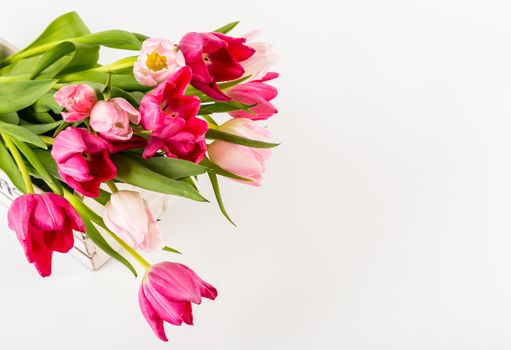 Spring Fresh multicolored tulips isolated on white background. Congratulation. Valentine's Day, spring, Easter. Space for text.