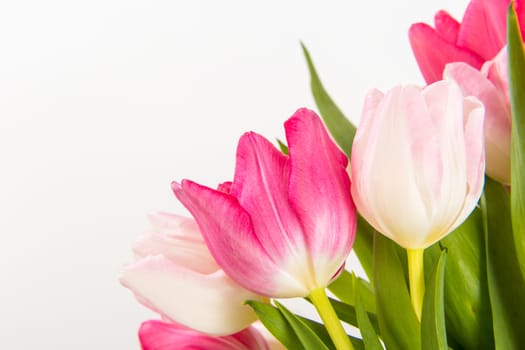 Spring Fresh multicolored tulips isolated on white background. Congratulation. Valentine's Day, spring, Easter. Space for text.