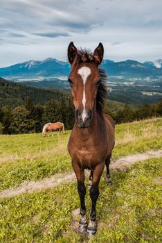 Young Brown Horse on Hill in Mountains.