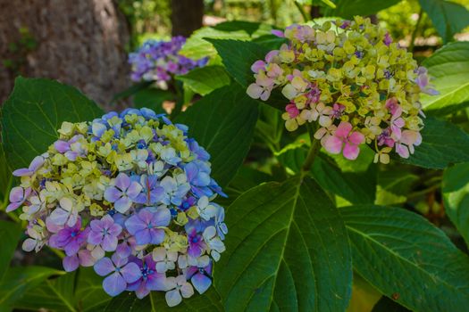 hydrangea is a decorative plant that blooms in summer and produces large inflorescences of bright colors. The hydrangeas are quite unique plants thanks to their ability to change color depending on the pH level of the soil. Blue, purple and white hydrangeas grow in acidic soil, with pH between 4.5 and 5, while pink and red hydrangeas grow in alkaline soil with pH 6 and 6.5