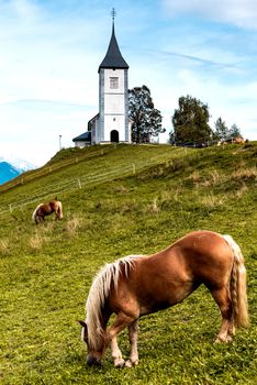 Horse Grazing at Picturesque  Church Of St Primoz
in Jamnik,Kamnik, Slovenia .