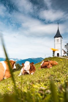 Cows Grazing at Picturesque  Church Of St Primoz in Kamnik,Jamnik,Slovenia
in Jamnik,Kamnik, Slovenia .