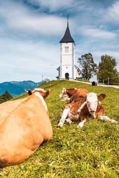 Cows Grazing at Picturesque  Church Of St Primoz in Kamnik,Jamnik,Slovenia
in Jamnik,Kamnik, Slovenia .