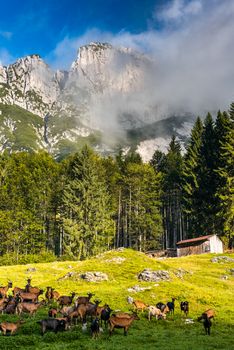 Traditional Goat Pasture in High Alpine Mountains, Slovenia.