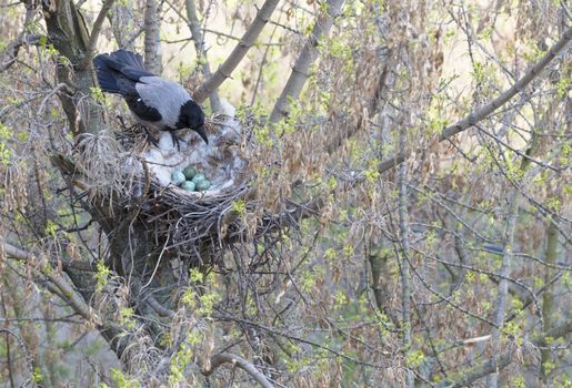 a young crow in early spring made a nest on a tree and demolished five eggs