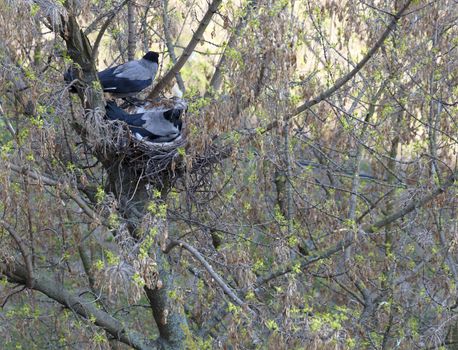 The young crow's family in the early spring dug a nest on a tree and hatches the chicks