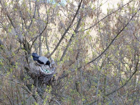 a young crow in early spring made a nest on a tree and demolished five eggs