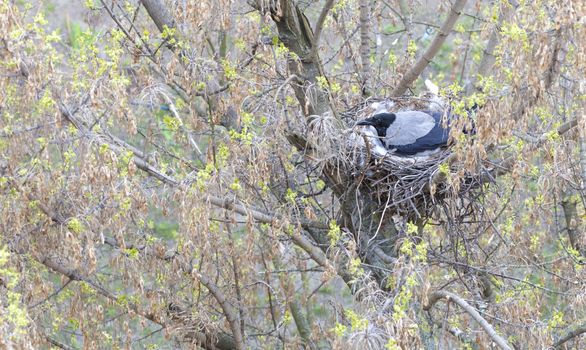 a young crow in early spring made a nest on a tree and demolished eggs
