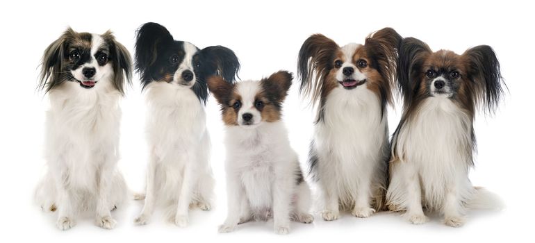 papillon dogs in front of white background