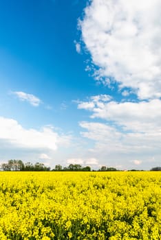 Rapeseed or Canola Fields in Countryside. Sunny Day in Poland, Europe.