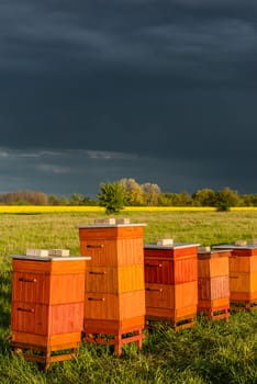 Row of Beehives Outdoor near Rapeseed or Canola Plantation. Beekeeping and Honey Productiom.