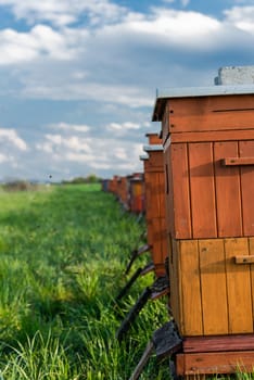 Traditional Wooden Beehives in Fields. Beekeeping and Honey Production. Organic Food Farming.