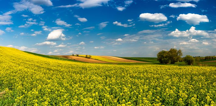 Panoramic Image or Picturesque Countryside. Canola or Rape Fields, Trees and Blue Sky with Clouds.