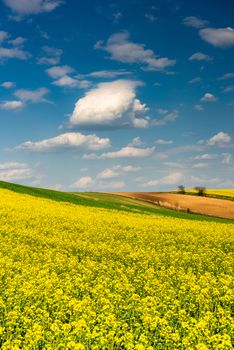 Canola or Rapeseed in Fields.Colorful Farmland at Spring. Blue Sky over Horizon.