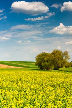 Canola or Rapeseed in Fields.Colorful Farmland at Spring. Blue Sky over Horizon.