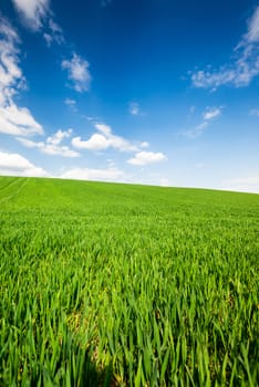 Green Wheat or Grass and Blue Sky with Clouds. Farmland or Countruside Rural  Landscape
