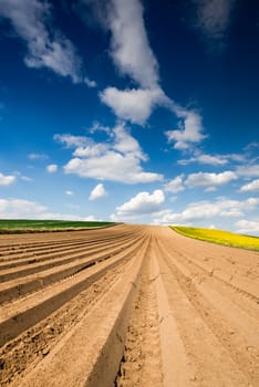 Rows on Cultivated Field in Countryside or Farm. Plantation in Fields. Blue Sky over Horizon.