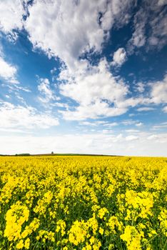 Rape Fields and Blue Sky with Clouds. Rapeseed Plantation Blooming.