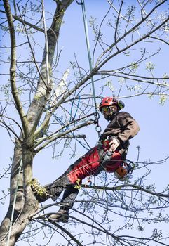 Lumberjack with chainsaw and harness pruning a tree