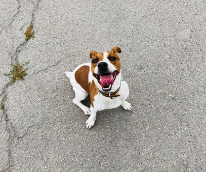 Jack russell terrier sitting being eager to start playing with the owner human