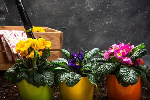 Gardening Hobby and Leisure at Spring Season. Planting Pots and Blooming Flowers. Gardening Tools. Senior Activity Concept.