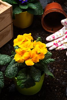 Gardening Hobby and Leisure at Spring Season. Planting Pots and Blooming Flowers. Gardening Tools. Senior Activity Concept.