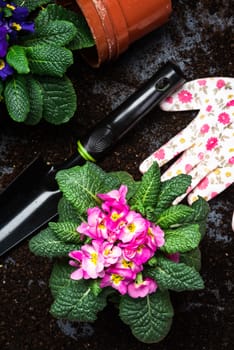 Gardening Activity, Hobby and Lesure at Early Spring in Garden. Copy Space Background. Top Down View.