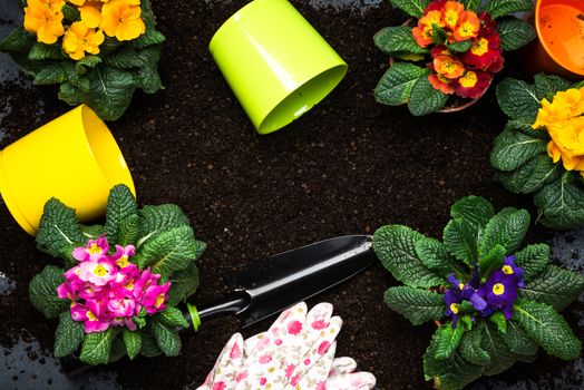 Gardening at Home Concept, Planting Blooming Primula or Primrose Spring Flowers. Copy Space Background.