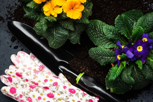 Colorful Blooming Primrose or Primula and Gardening Tools. Early Spring Activity Concept Background. top Down View