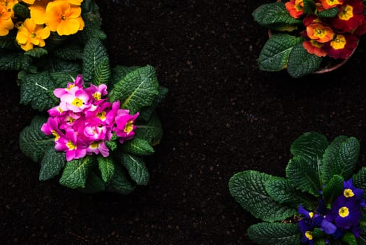 Gardening Activity, Hobby and Lesure at Early Spring in Garden. Copy Space Background. Top Down View.