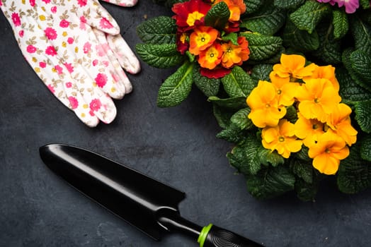 Colorful Blooming Primrose or Primula and Gardening Tools. Early Spring Activity Concept Background. top Down View