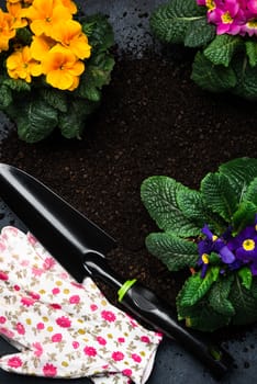 Colorful Blooming Primrose or Primula and Gardening Tools. Early Spring Activity Concept Background. top Down View