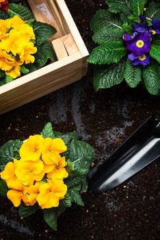 Gardening Hobby and Leisure at Spring Season. Planting Pots and Blooming Flowers. Gardening Tools. Senior Activity Concept.