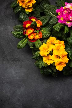 Primula Vulgaris or Primrose Blooming at Early Spring, Border Background, Top View.