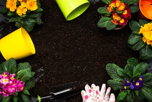 Gardening at Home Concept, Planting Blooming Primula or Primrose Spring Flowers. Copy Space Background.