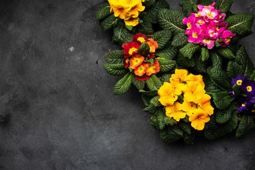 Primula Vulgaris or Primrose Blooming at Early Spring, Border Background, Top View.