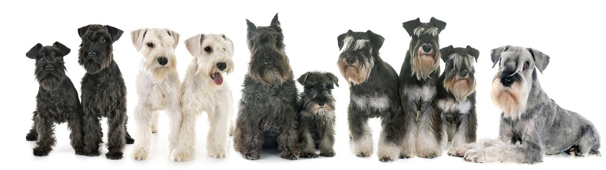 group of Schnauzers in front of white background