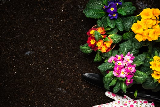 Gardening Activity, Hobby and Lesure at Early Spring in Garden. Copy Space Background. Top Down View.