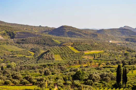 Plantation of olive trees in Crete, the island of olive trees, as far as the eye can see, there are only olive trees