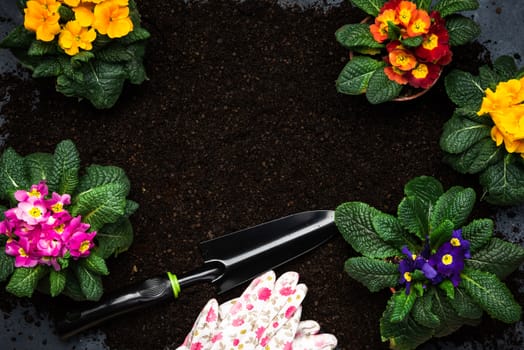 Gardening at Home Concept, Planting Blooming Primula or Primrose Spring Flowers. Copy Space Background.