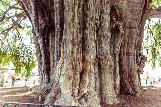 Oaxaca, Oaxaca / Mexico - 21/7/2018: Famous tree of Tule in Oaxaca Mexico