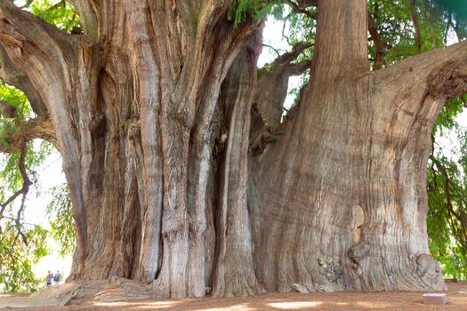 Oaxaca, Oaxaca / Mexico - 21/7/2018: Famous tree of Tule in Oaxaca Mexico