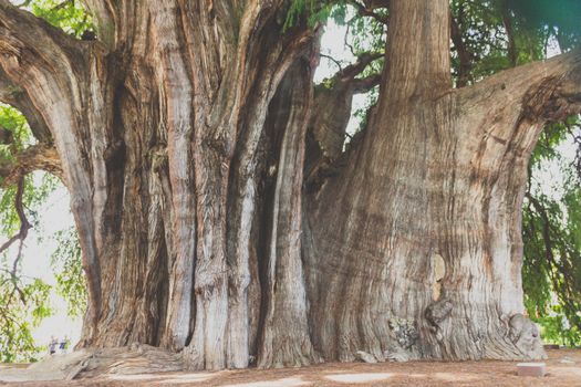 Oaxaca, Oaxaca / Mexico - 21/7/2018: Famous tree of Tule in Oaxaca Mexico