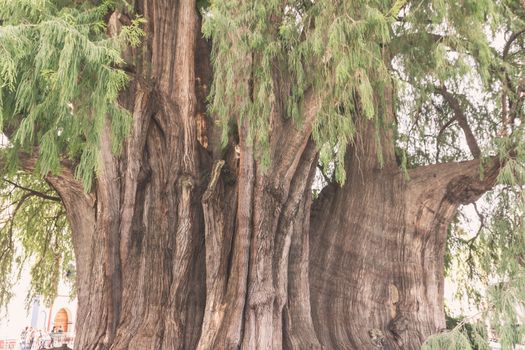 Oaxaca, Oaxaca / Mexico - 21/7/2018: Famous tree of Tule in Oaxaca Mexico