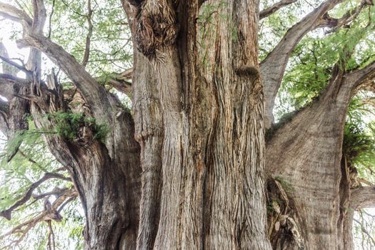 Oaxaca, Oaxaca / Mexico - 21/7/2018: Famous tree of Tule in Oaxaca Mexico