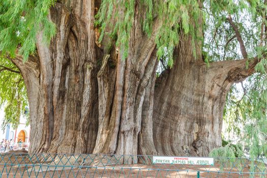 Oaxaca, Oaxaca / Mexico - 21/7/2018: Famous tree of Tule in Oaxaca Mexico